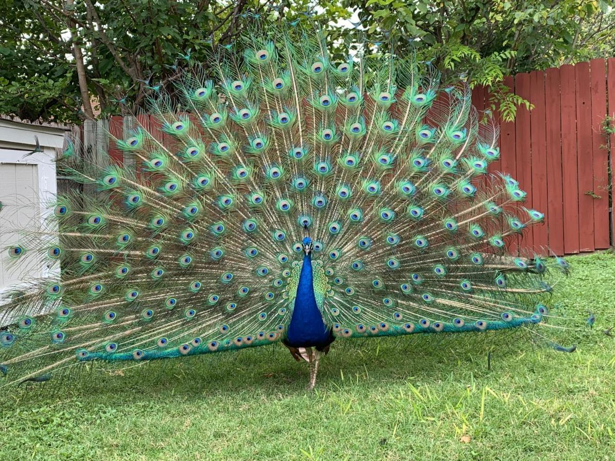 The Peacock House Villa ซานอันโตนิโอ ภายนอก รูปภาพ